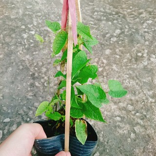 Hoa Tigon Trắng - cây cảnh trồng ban công, cổng rào