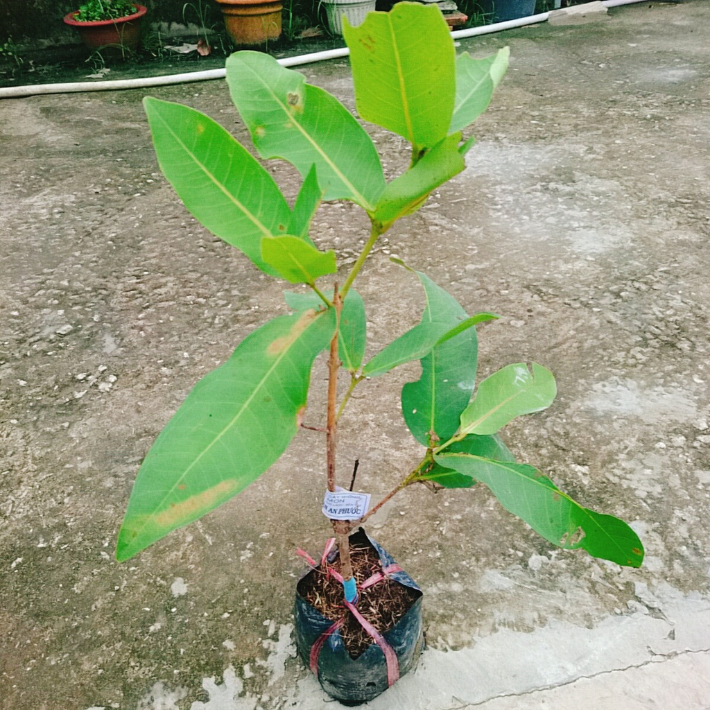 Mận An Phước ( cây roi đỏ ) không hạt + cho quả sau 3 tháng