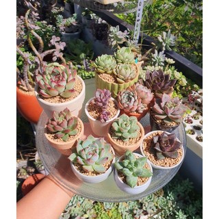 Combo Sen Đá mini 3-5cm chậu đất nung trồng sẵn (tặng đất và đá rãi) siêu xinh  Mầm Nắng Garden  lỗi 1 đền 1
