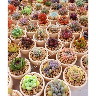 Combo Sen Đá mini 3-5cm chậu đất nung trồng sẵn (tặng đất và đá rãi) siêu xinh  Mầm Nắng Garden  lỗi 1 đền 1