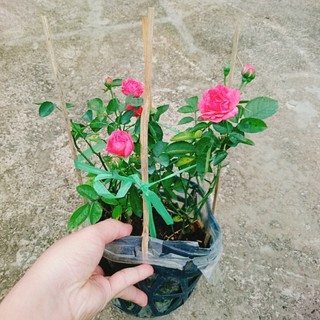 Cây Hoa Hồng Chùm Son - cây cảnh để bàn