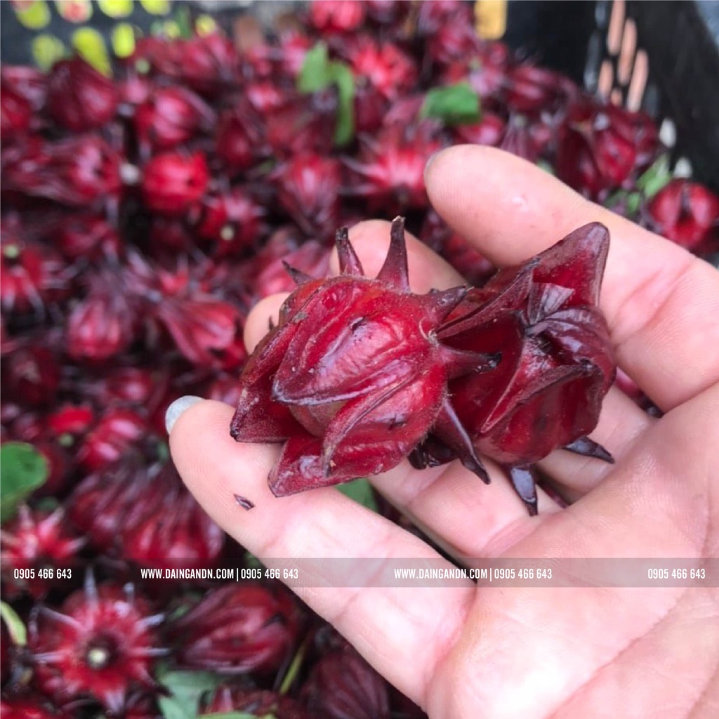 TRÀ HOA HIBISCUS - atiso đỏ - thức dưỡng an lành farm trồng tự nhiên- đóng hộp 100g