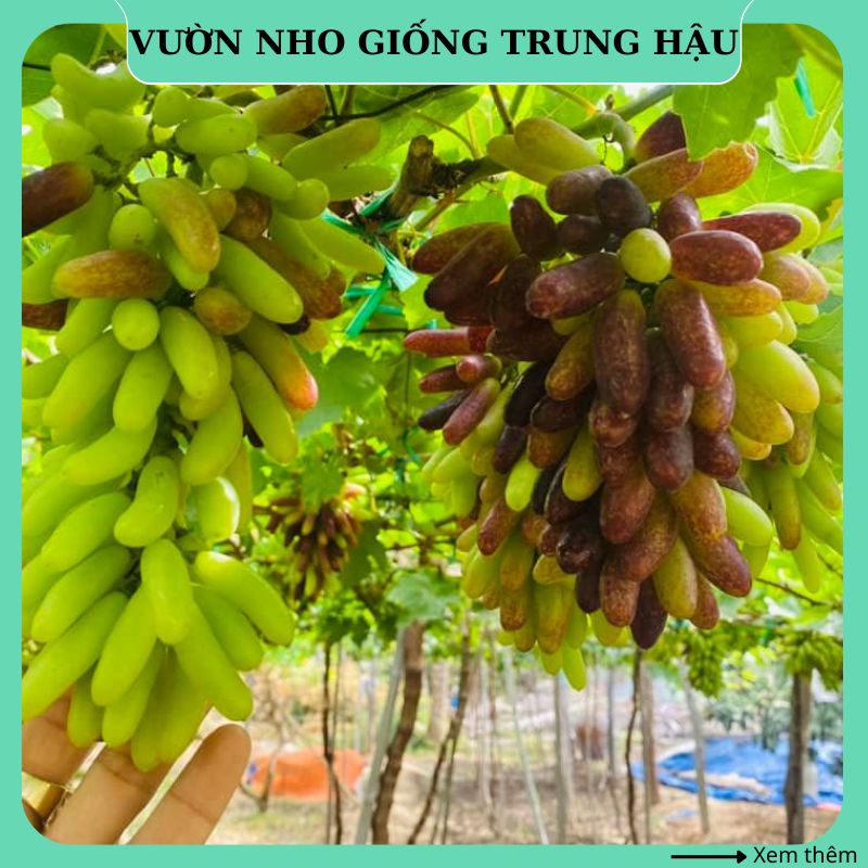 Cây nho giống Ngón tay đen Úc thân dây leo giàn trồng chậu NT06 ...