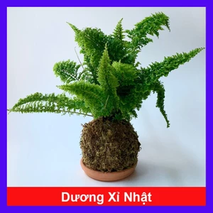Cây Dương Xỉ Nhật - cây cảnh để bàn