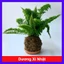 Cây Dương Xỉ Nhật - cây cảnh để bàn