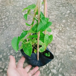 Hoa Tigon Trắng - cây cảnh trồng ban công, cổng rào