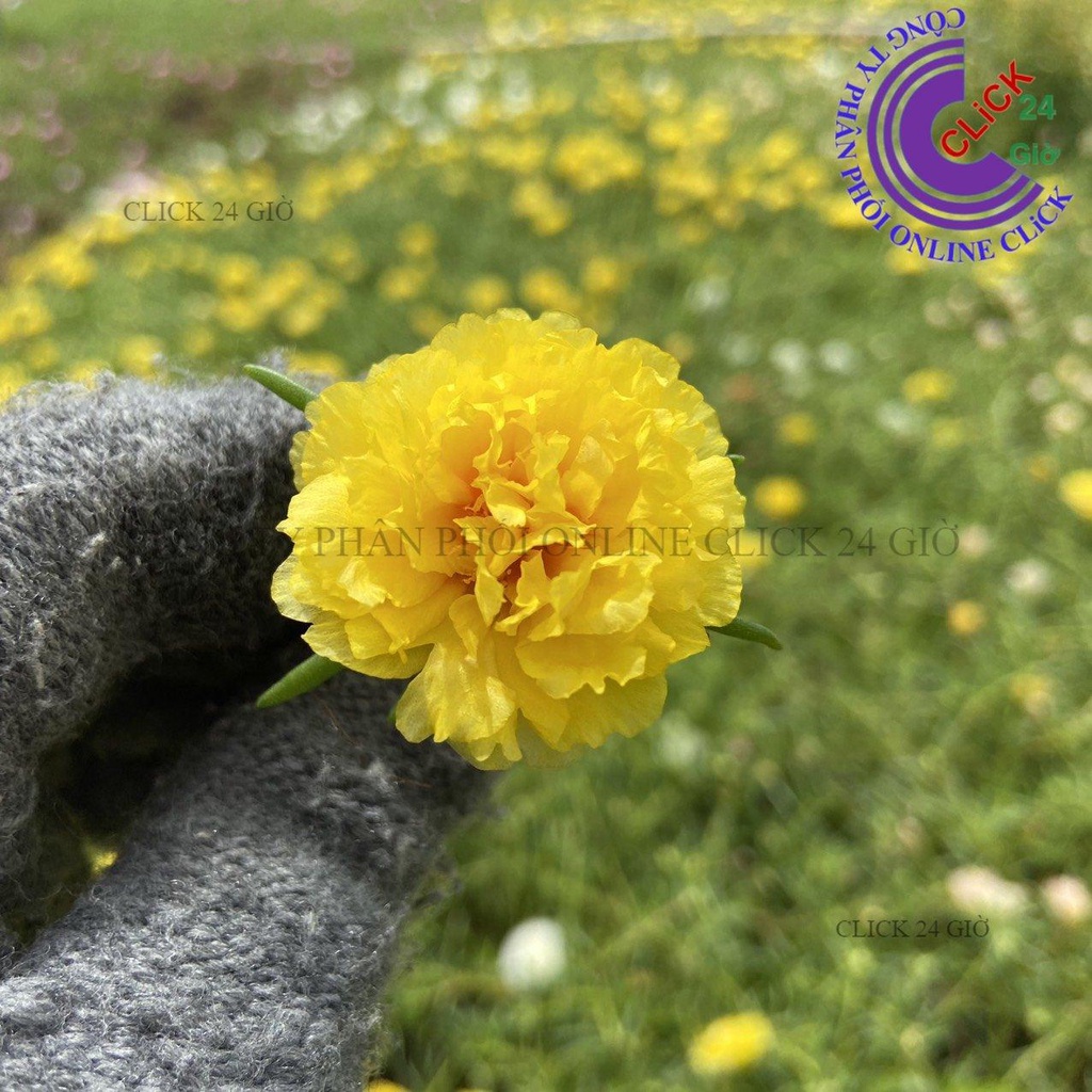 Cành Giống Hoa Mười Giờ Thái Kép Màu Mới - VÀNG SANG CHẢNH - Sáng Nổi Bật Tuyệt Đẹp