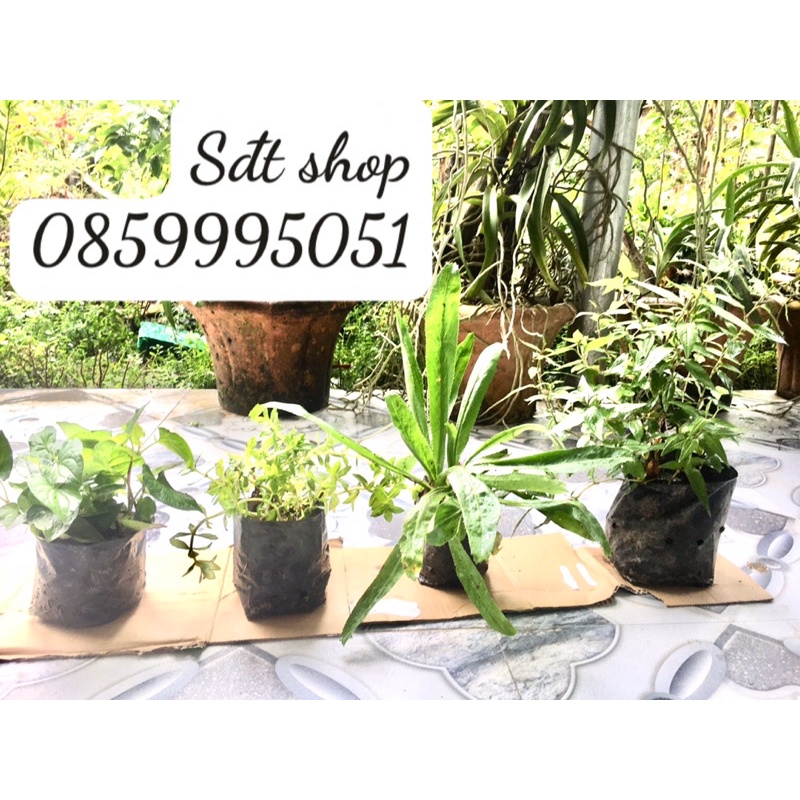 combo 4 giống rau thơm, rau diếp cá ,ngò gai ,rau ôm, rau răm như hình ...