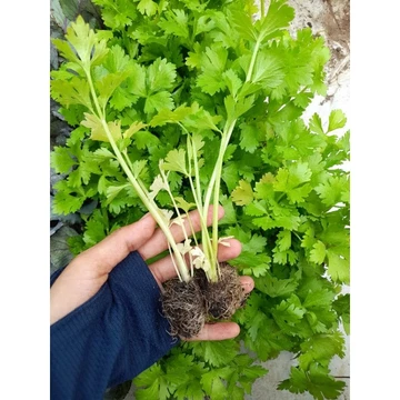 Combo 10 Cây giống cần tây, cần ép nước ươm vỉ, rễ trần. Cây shop chụp hình thật tại vườn, giao hỏa tốc tp hcm.