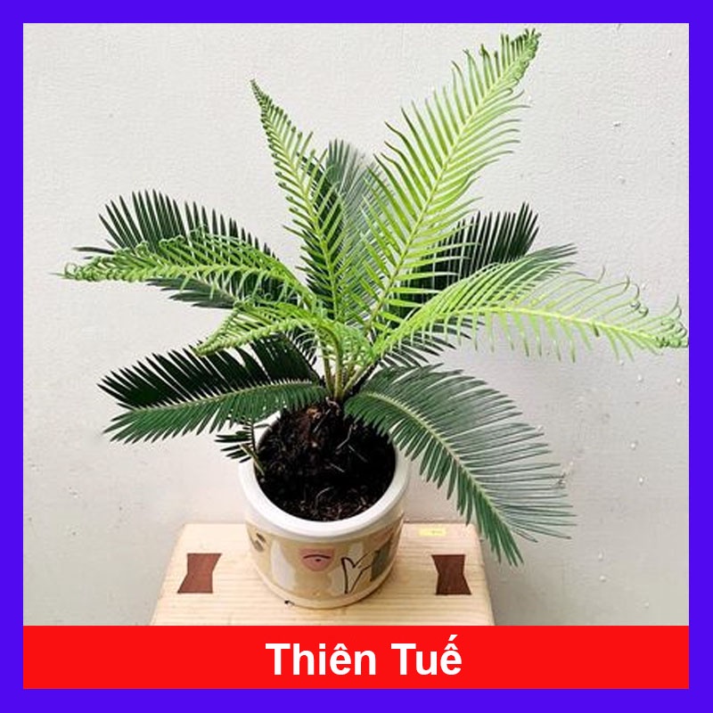 Cây thiên tuế (cao từ 50cm đến 60cm) - cây cảnh để bàn