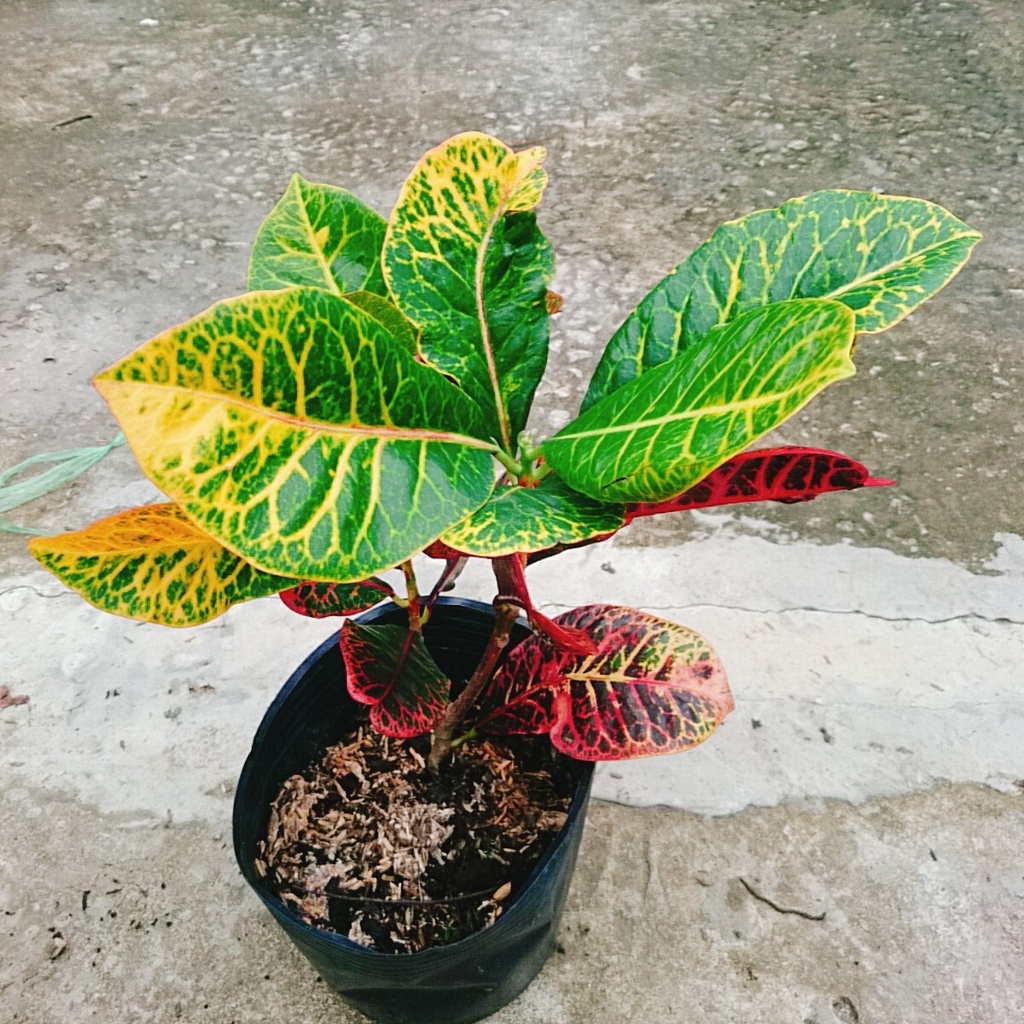 Cây Lá Màu Coton - Cây cảnh để bàn