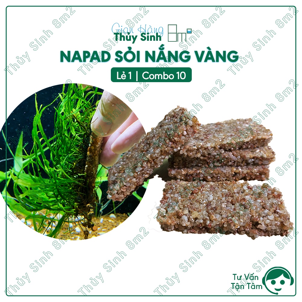 Napad Sỏi Nắng Vàng | Giá Thể Ươm Trồng Rêu, Ráy, Bucep, Cây Thủy Sinh ...