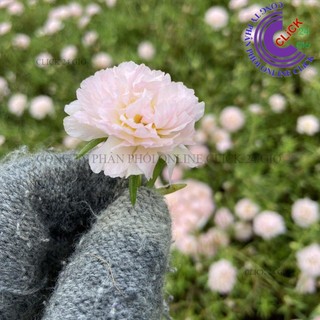 Hoa Mười Giờ KEM TIỂU THƯ - Hoa Mười Giờ Thái Kép Cành Tơ Siêu Khỏe Ra Rễ Sau 3 Ngày🍊