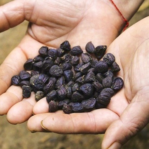 Hạt dổi nếp Tây Bắc Chuẩn ướp gia vị nướng, pha chấm thơm ngon (40 hạt to)