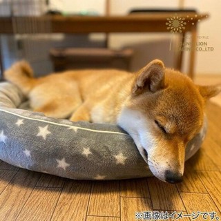 [DANDELION] Chuồng mèo NITORI Yildeli Hấp thụ độ ẩm Hấp thụ độ ẩm Mèo Litter Kennel Bốn mùa Thảm cho thú cưng Giường cho chó Thảm ngủ cho chó Thảm ngủ phổ thông bốn mùa
