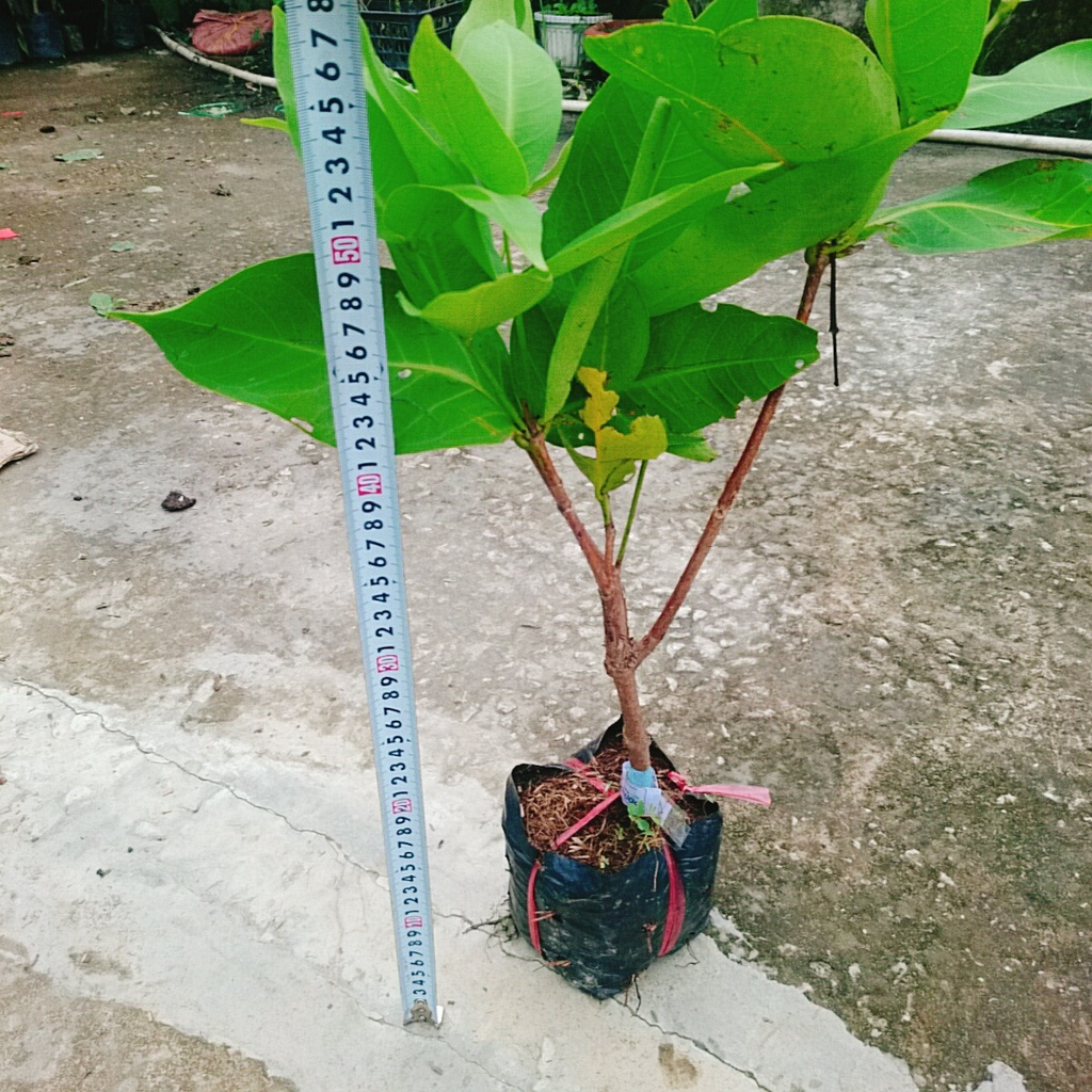 Mận An Phước ( cây roi đỏ ) không hạt + cho quả sau 3 tháng