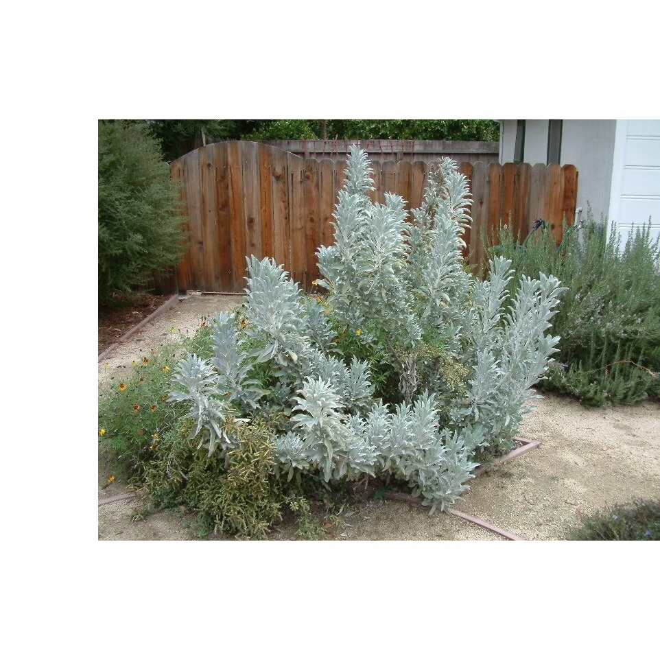 20h Hạt Giống Xô Thơm Sage Trắng Sacred White Sage | Shopee Việt Nam