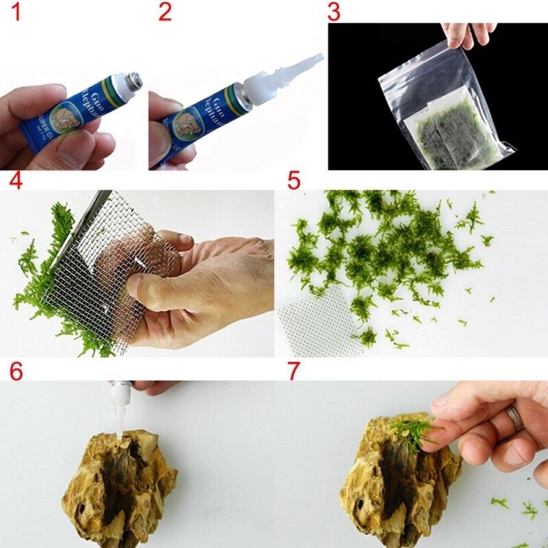 Keo dán rêu thuỷ sinh lên lũa, đá bền và bám,không chết rêu