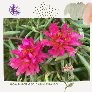 500g Cành Giống Hoa Mười Giờ Cánh Tua Cánh Cúc Màu Đỏ Giống Mới Siêu Đẹp Hoa Mười Giờ Bonsai & Phụ Kiện