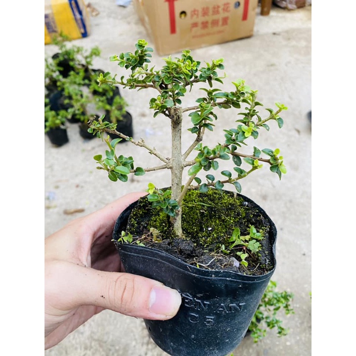 Sam hương mini trang trí tiểu cảnh, Terrarium