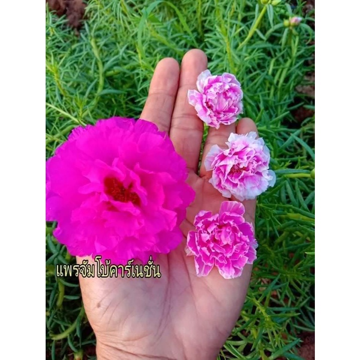 [NỞ CẢ NGÀY] 1 Ký Cành Giống Hoa Mười Giờ SIÊU TO Màu Tím Đẹp Giống Mới Nhập Hoa Mười Giờ Bonsai & Phụ Kiện