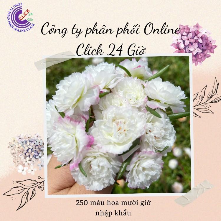 [Nở Cả Ngày] Combo Hoa Mười Giờ Thái Kép Màu Tím Mới Siêu Đẹp Dễ Trồng Nở Lâu