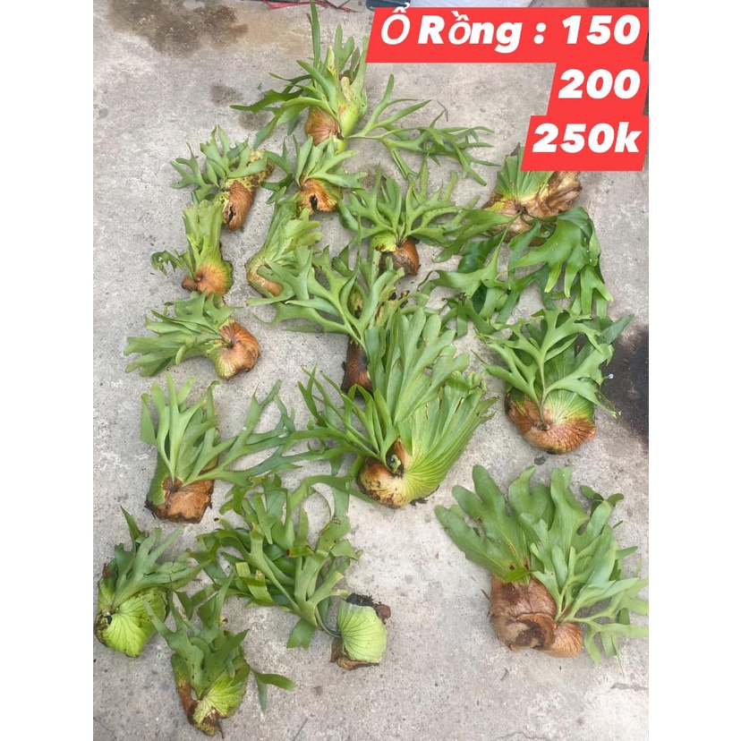 Cây ổ rồng, ghép gỗ có móc treo(Nature forest) | Shopee Việt Nam