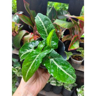 Trầu bà nhung sọc trắng