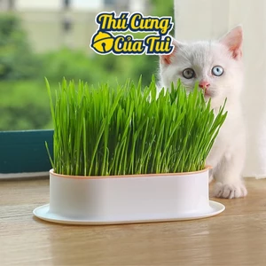 Bộ kit trồng cỏ mèo lúa mì thủy canh hỗ trợ tiêu hóa cho mèo - Thú cưng của tui
