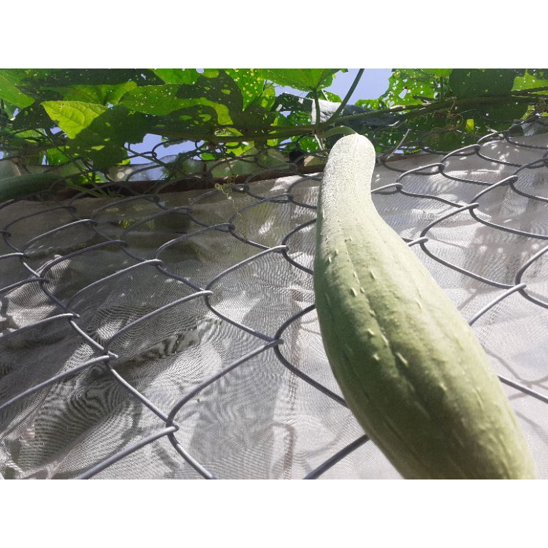 1kg Cám Bắp (Cám Ngô), Vật Liệu Hữu Cơ Cho Vườn, Cho Gia S.úc, Gia Cầ.m