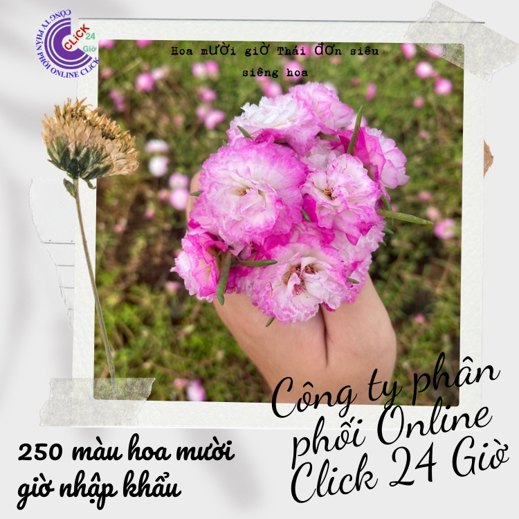 [Nở Cả Ngày] Combo Hoa Mười Giờ Thái Kép Màu Tím Mới Siêu Đẹp Dễ Trồng  MM Market