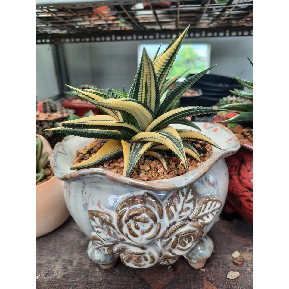 Xương rồng - Móng rồng var xoáy đều cánh nhiều tầng | Shopee Việt Nam
