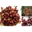 1kg hạt xuyên tiêu/ hoa tiêu Tứ Xuyên làm gà ủ muối (GIÁ LẺ BẰNG SỈ)