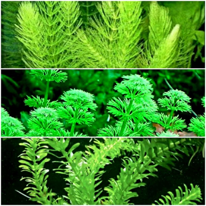 3 loại rong đuôi chó, đuôi chồn, tiểu bảo tháp (mỗi loại 10 nhánh 15cm ...