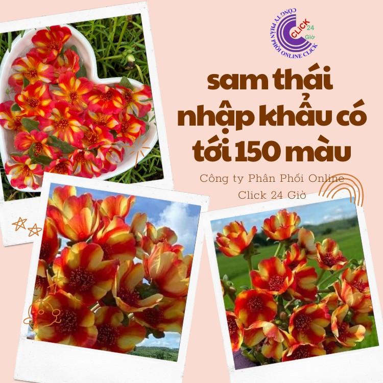 [Bán Theo Ký] Cành Giống Hoa Sam Chuẩn SAM THÁI Nhập Khẩu Hoa To Màu Số 3 Đẹp Rực Rỡ Hoa Mười Giờ