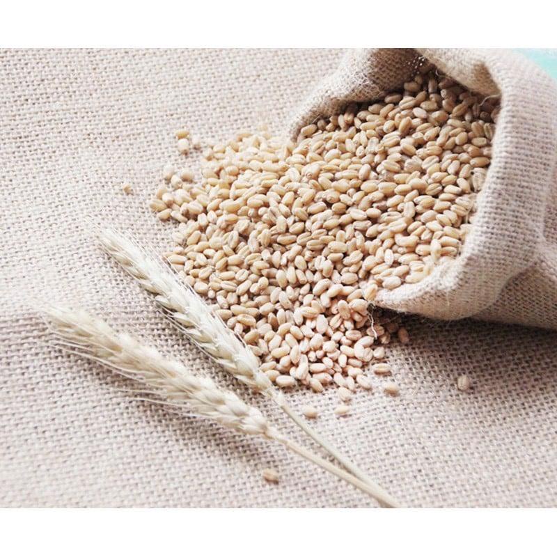 HẠT GIỐNG CỎ LÚA MẠCH GÓI 1KG - GIÚP THANH LỌC CƠ THỂ | Shopee Việt Nam