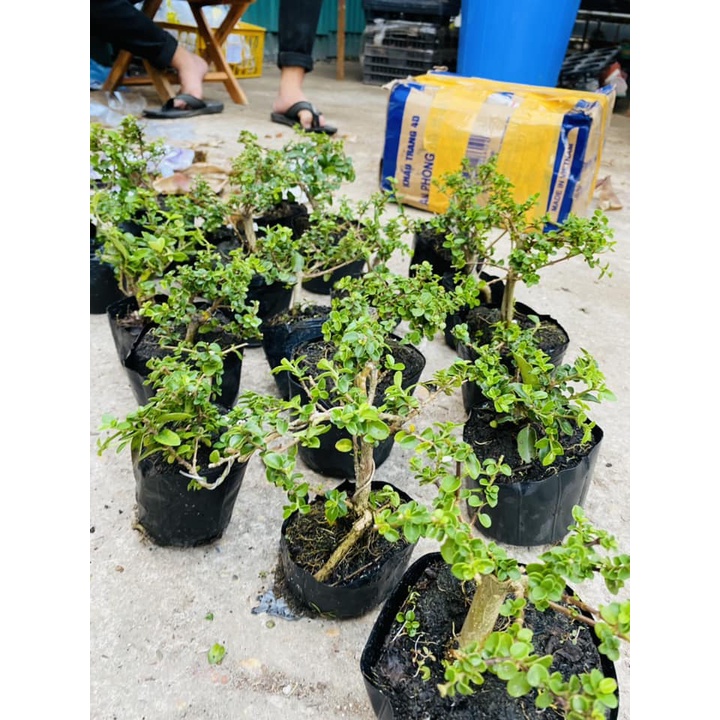 Sam hương mini trang trí tiểu cảnh, Terrarium