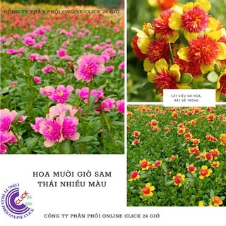 [NỞ CÀ NGÀY] 1 Ký Cành Giống Hoa Sam Kép Siêu Đẹp Nở Cả Ngày Bộ Sưu Tập 30 Màu Hoa Mười Giờ Sam