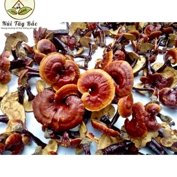 1kg Nấm Lim Xanh Rừng - hàng chuẩn tự nhiên 100 % hỗ trợ ung thư, tiểu đường