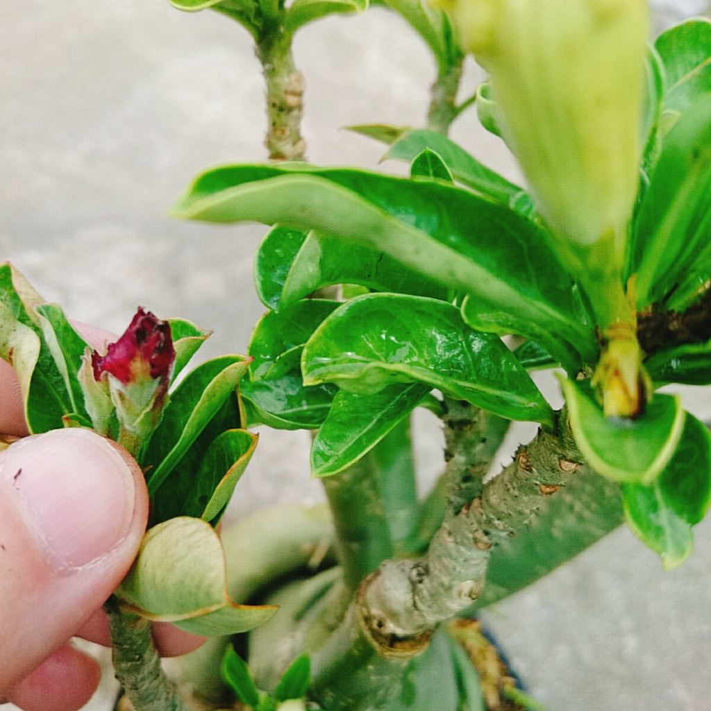 Cây Hoa Sứ Thái Ghép Nhiều Màu - cây cảnh trong nhà