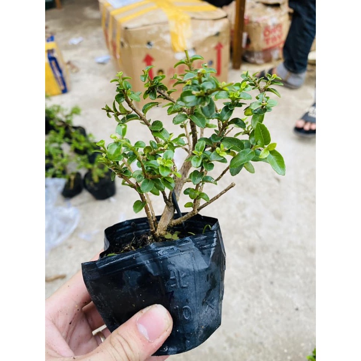Sam hương mini trang trí tiểu cảnh, Terrarium