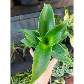 Cây lược vàng