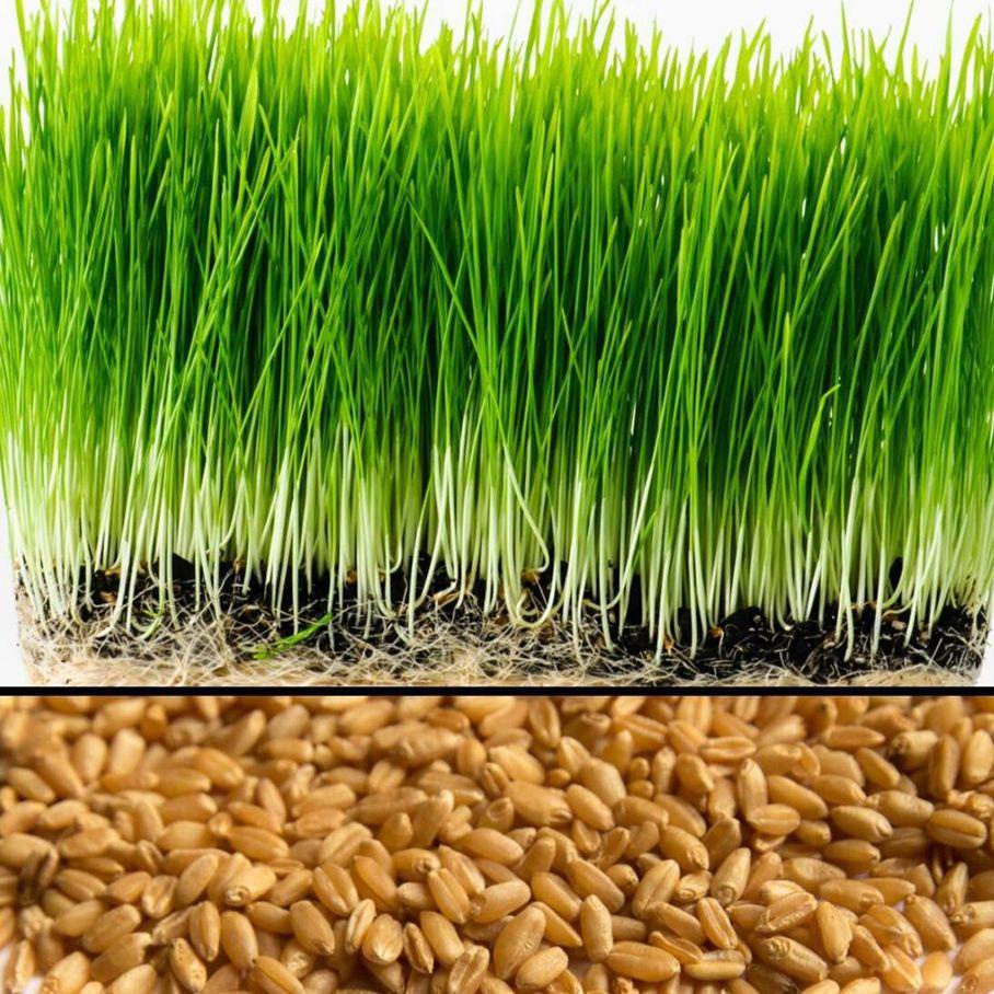 HẠT GIỐNG CỎ LÚA MẠCH 500G - HẠT GIỐNG SIÊU CHẤT LƯỢNG, NẢY MẦM NHANH ...