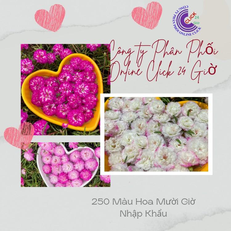 [Nở Cả Ngày] Combo Hoa Mười Giờ Thái Kép Màu Tím Mới Siêu Đẹp Dễ Trồng  MM Market