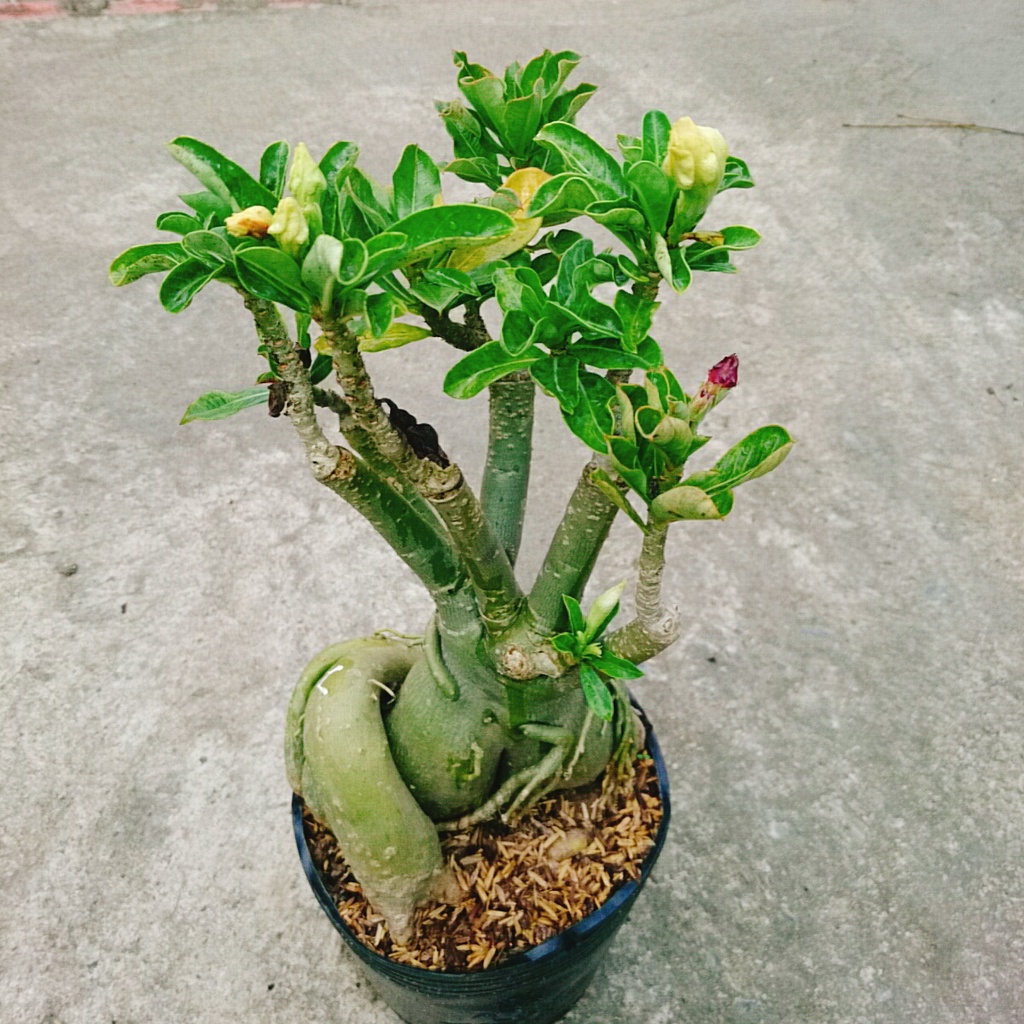 Cây Hoa Sứ Thái Ghép Nhiều Màu - cây cảnh trong nhà