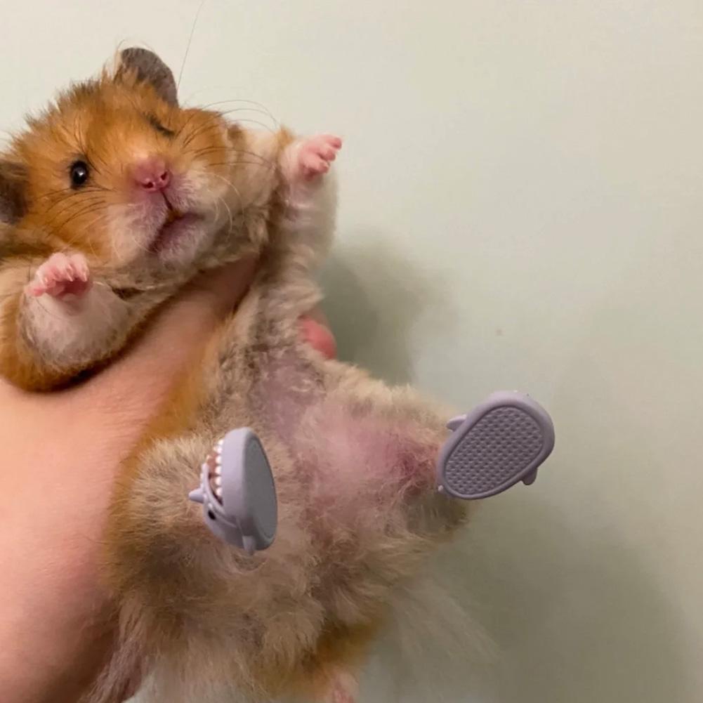 chuột hamster thật giá tốt Tháng 5, 2023 | Mua ngay | Shopee Việt Nam