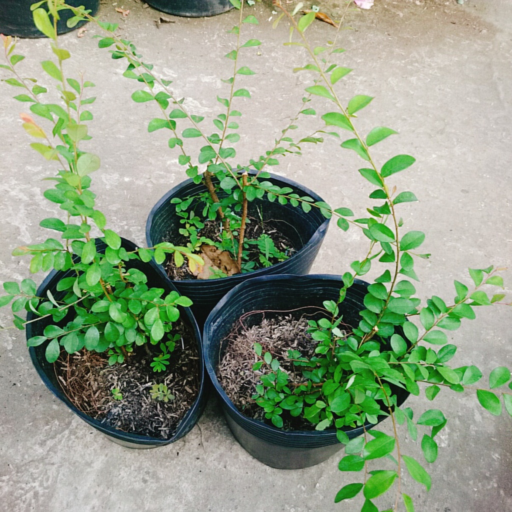 Cây Sơn Liễu - cây cảnh sân vườn