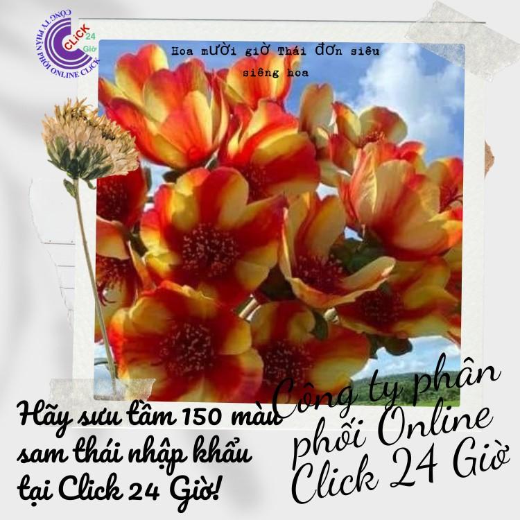 [Bán Theo Ký] Cành Giống Hoa Sam Chuẩn SAM THÁI Nhập Khẩu Hoa To Màu Số 3 Đẹp Rực Rỡ Hoa Mười Giờ
