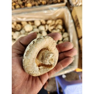 Nấm Đông Cô Nhật Bản Cao Cấp tròn đều trắng (Nấm Bông Trắng, Nấm Đông cô Bông) --> nấm bông