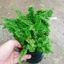 Cây Dương Xỉ Nhật - cây cảnh để bàn